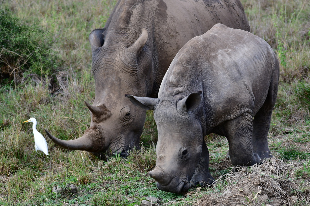 Nairobi National Park